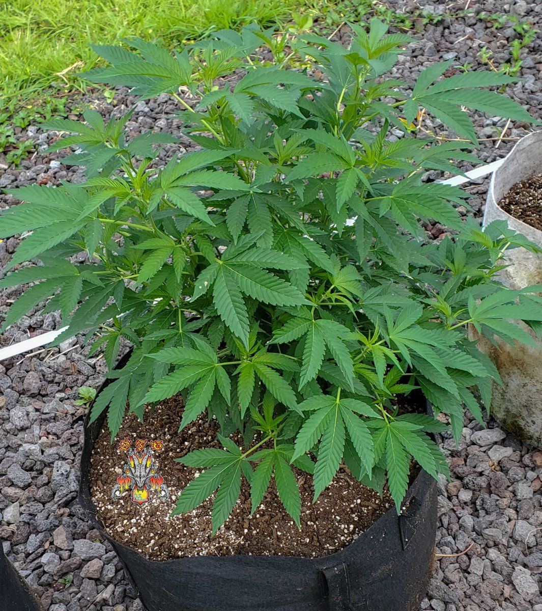Garden 3 1 2022 7