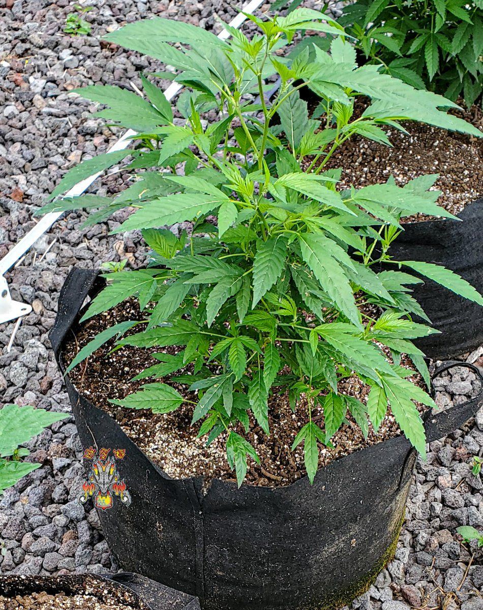 Garden 3 1 2022 8
