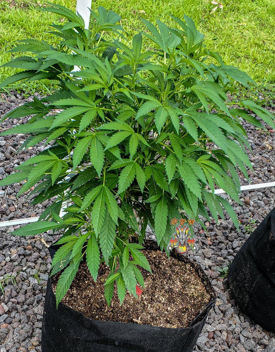 Garden 3 1 2022 9