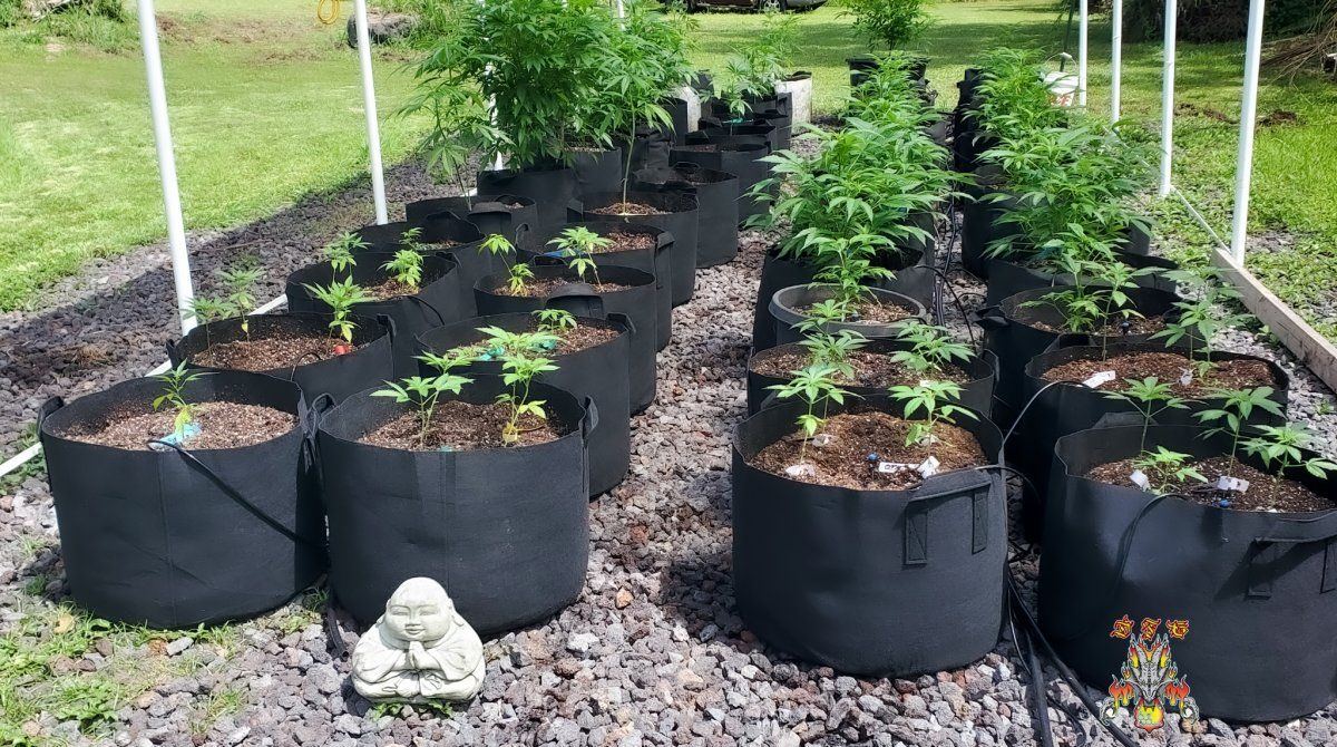 Garden 3 8 2022 7