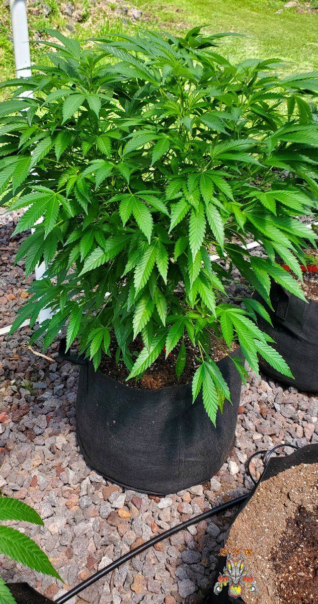 Garden 3 8 2022 9