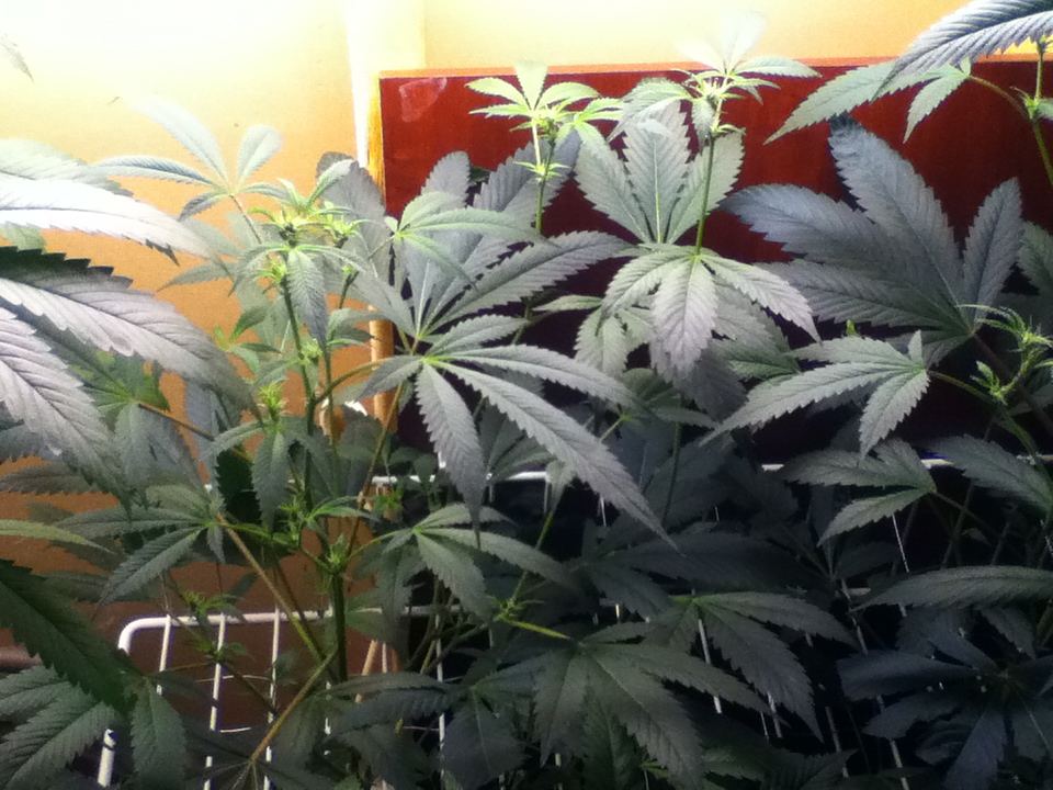 Garden 4