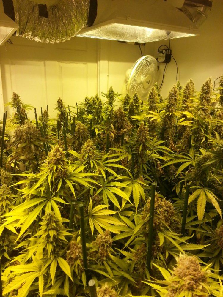 Garden 46 days