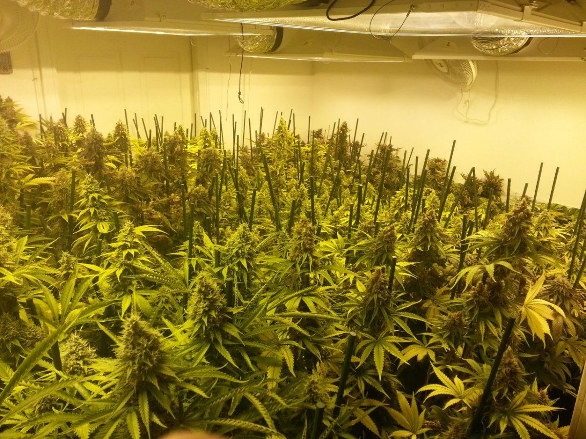 Garden 48 days 1