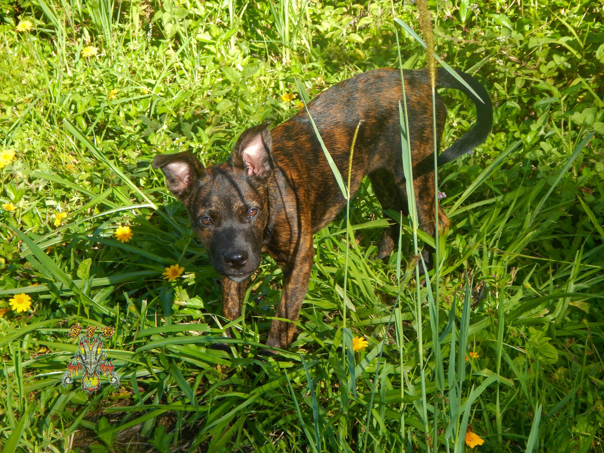 Garden 6