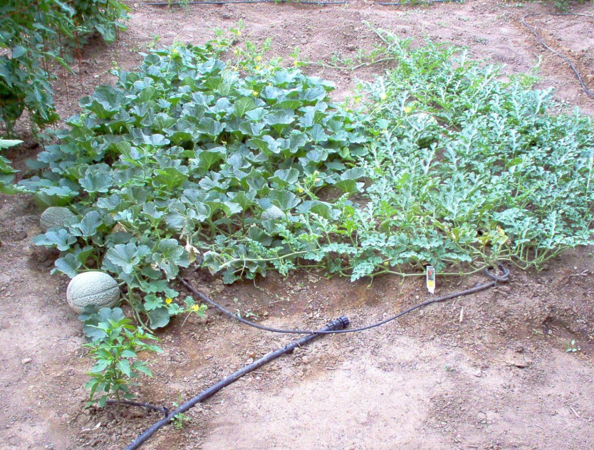Garden9