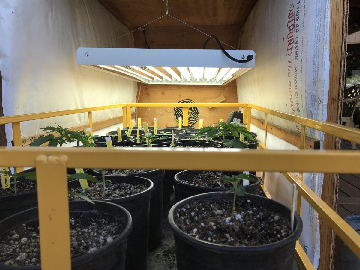 Garden grow 2