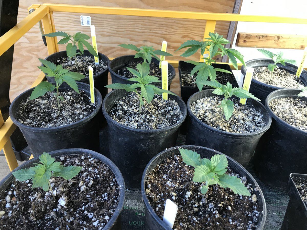 Garden grow 3