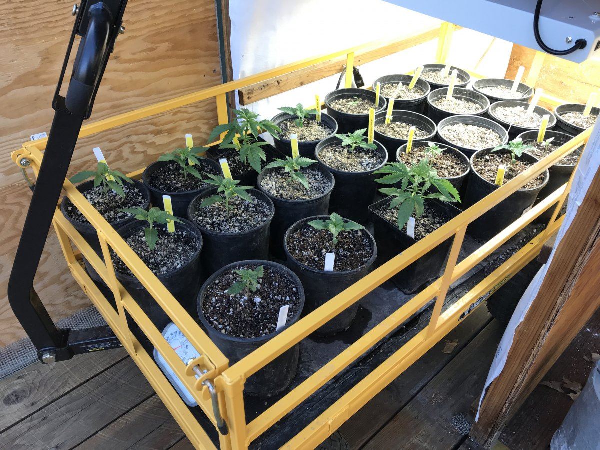 Garden grow 4