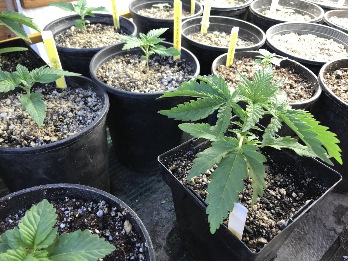 Garden grow 5