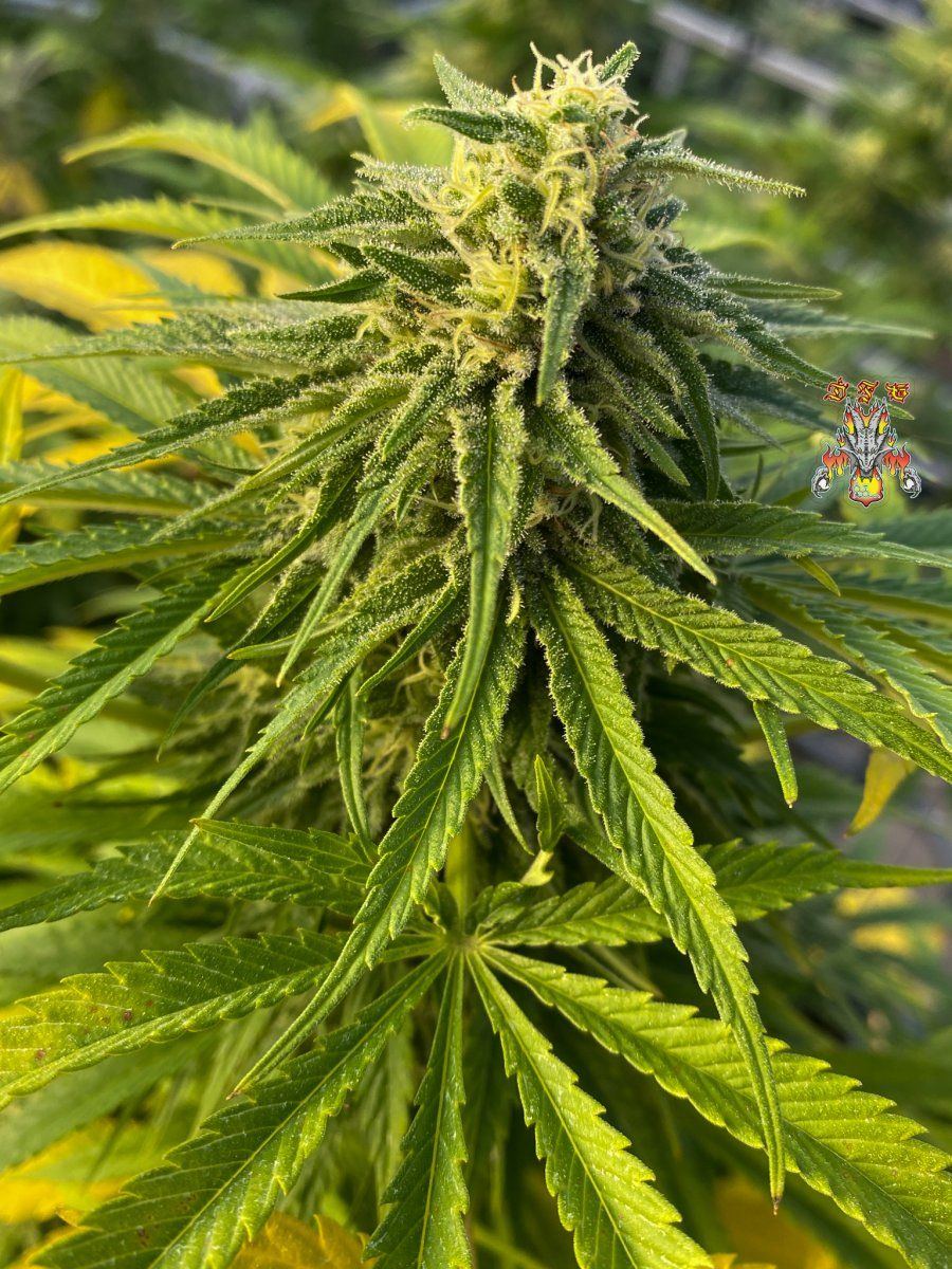Garden update photos 6
