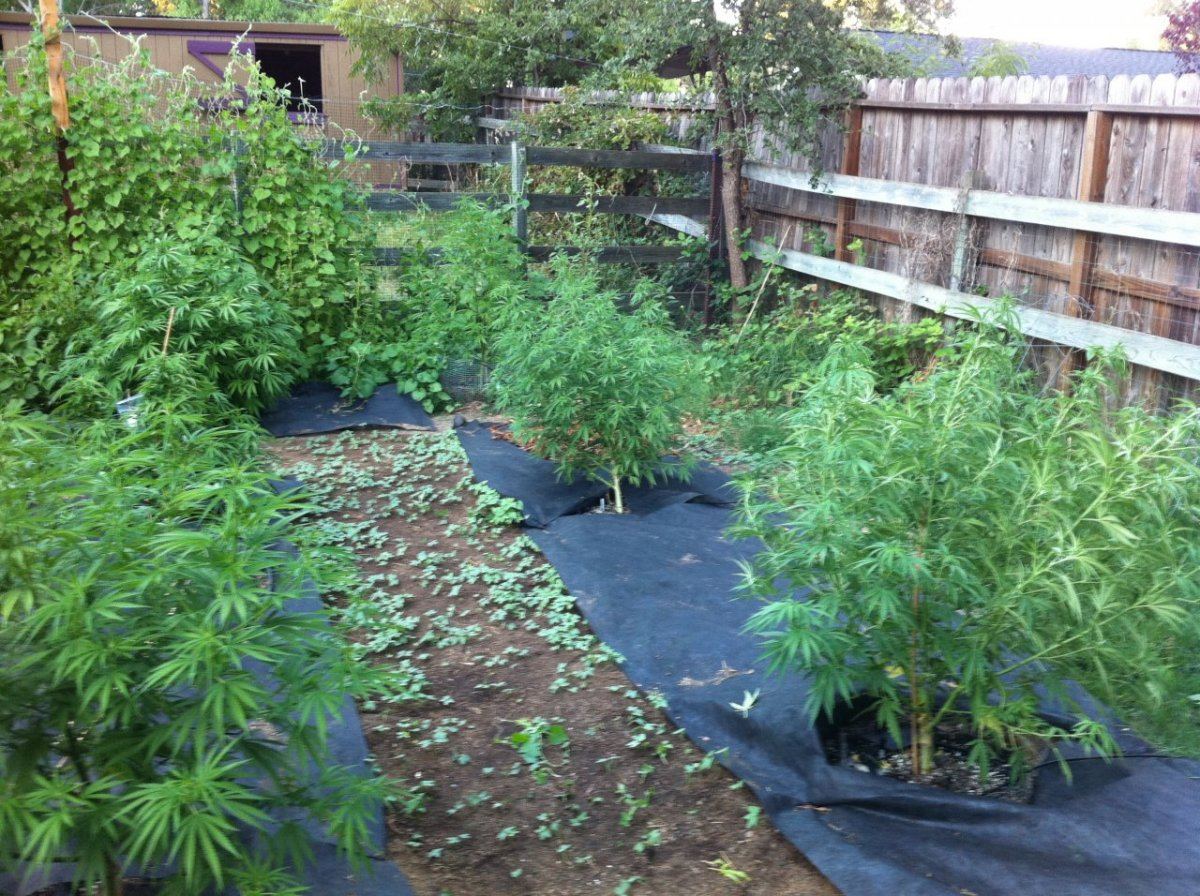 Garden view 2