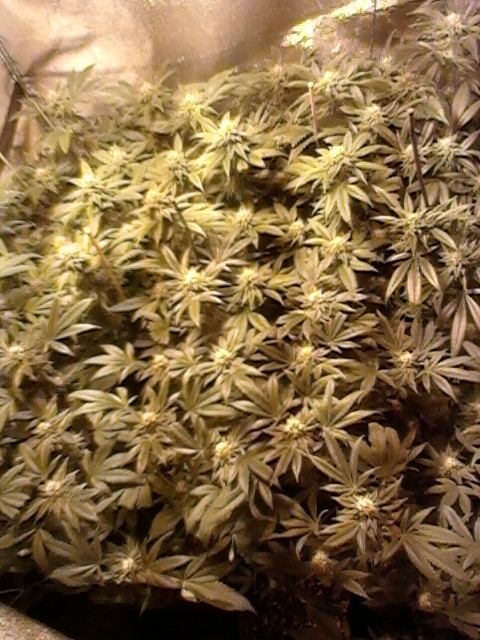 Garden2