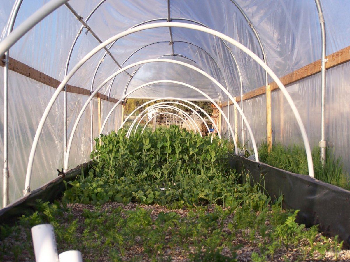 Garden2013 002