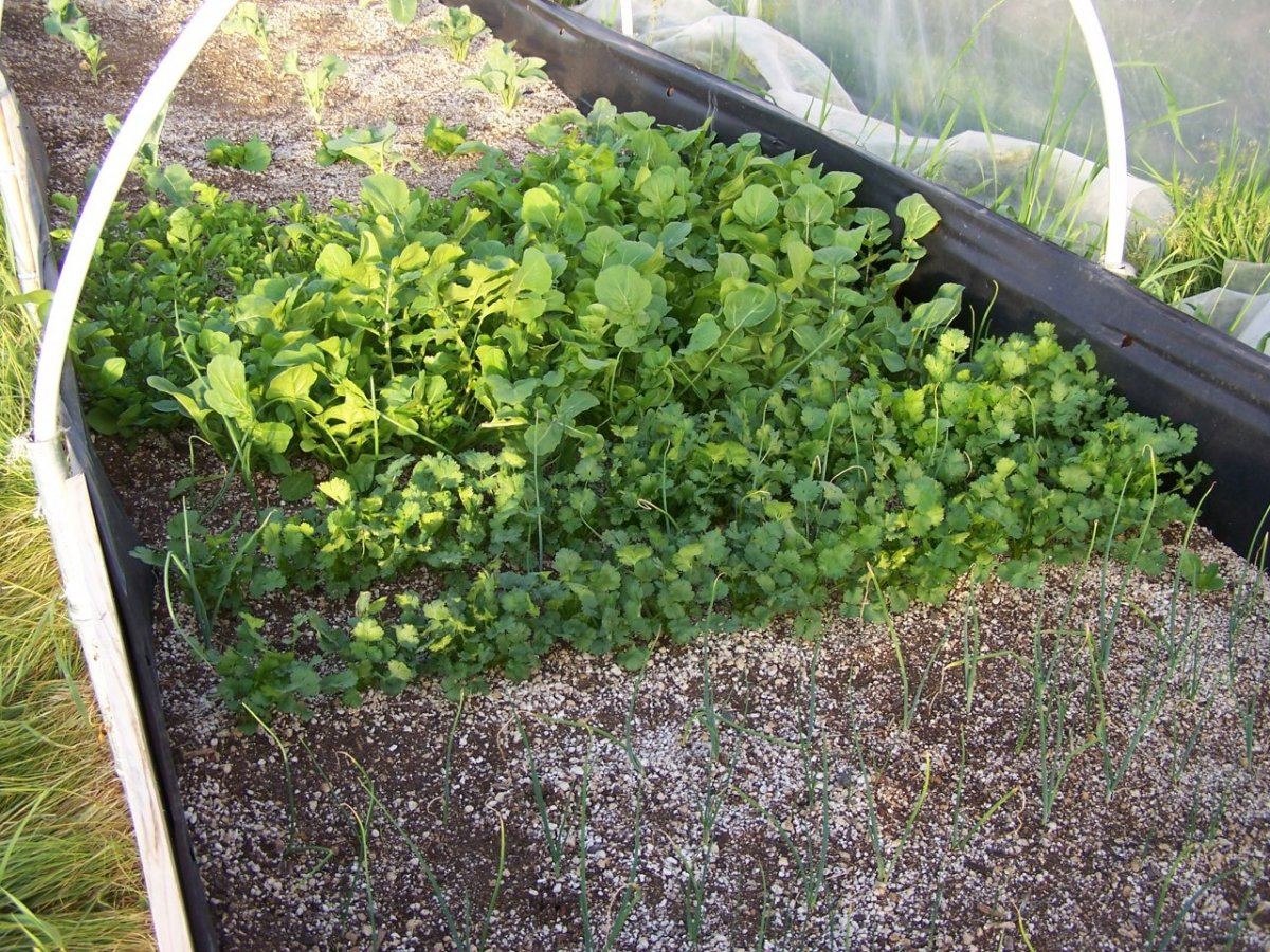 Garden2013 004