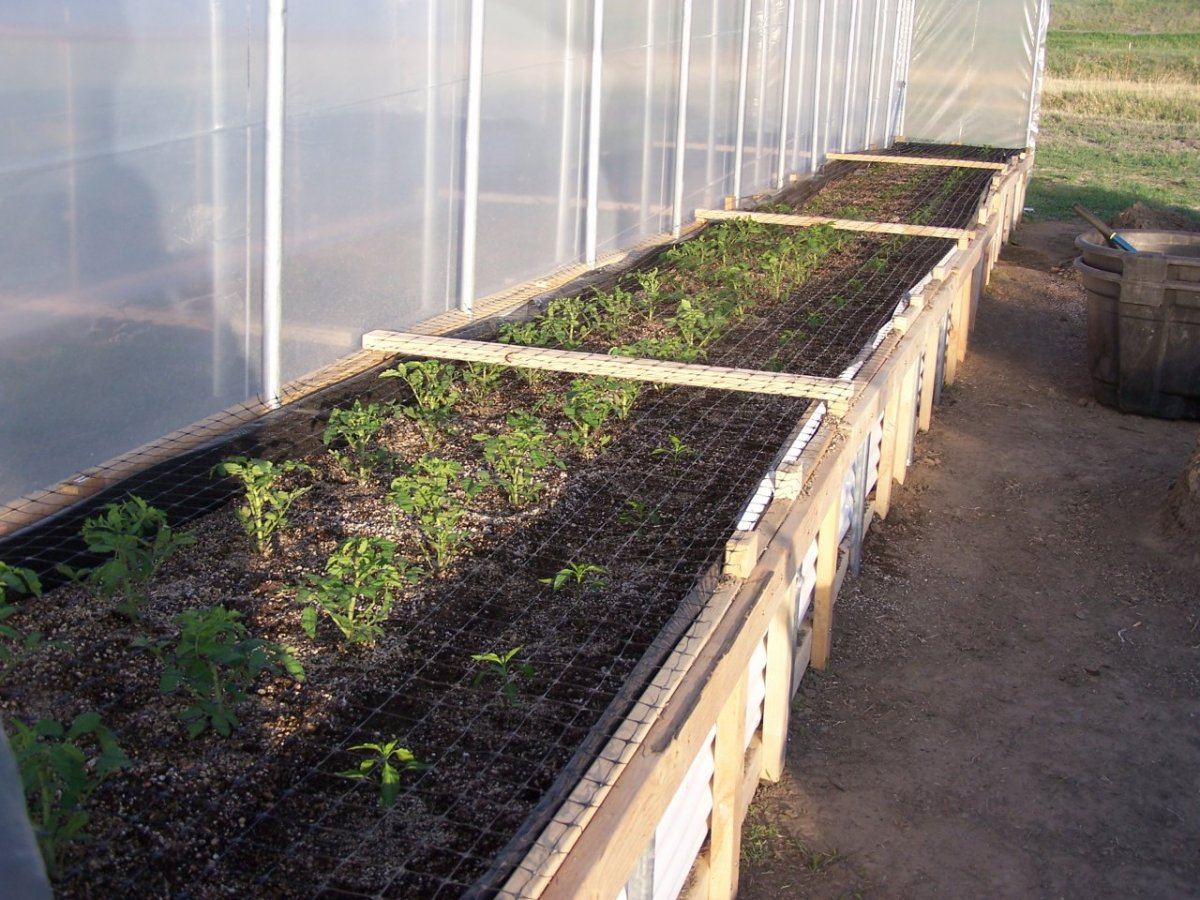 Garden2013 007