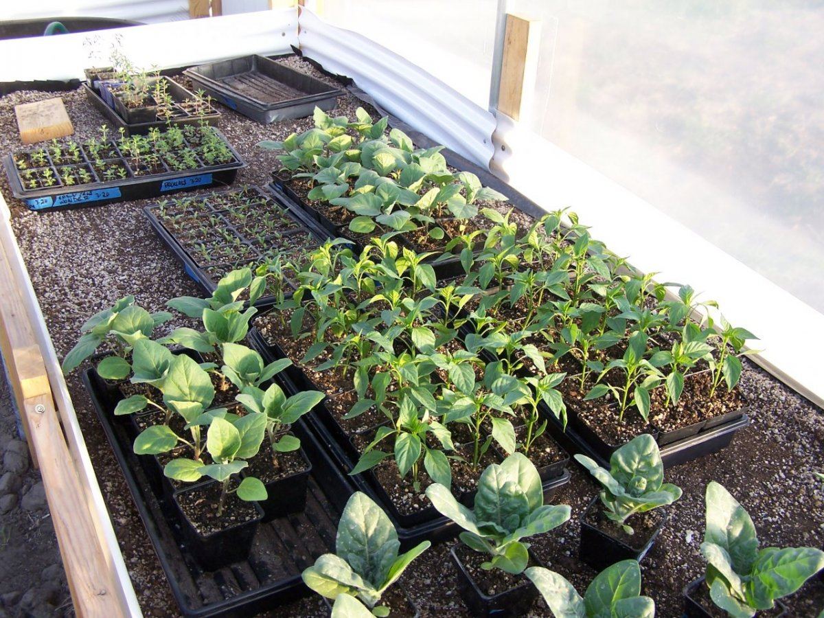 Garden2013 011
