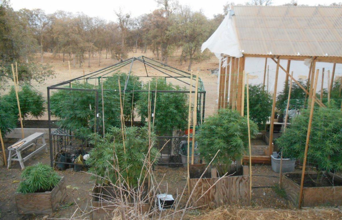 Garden715