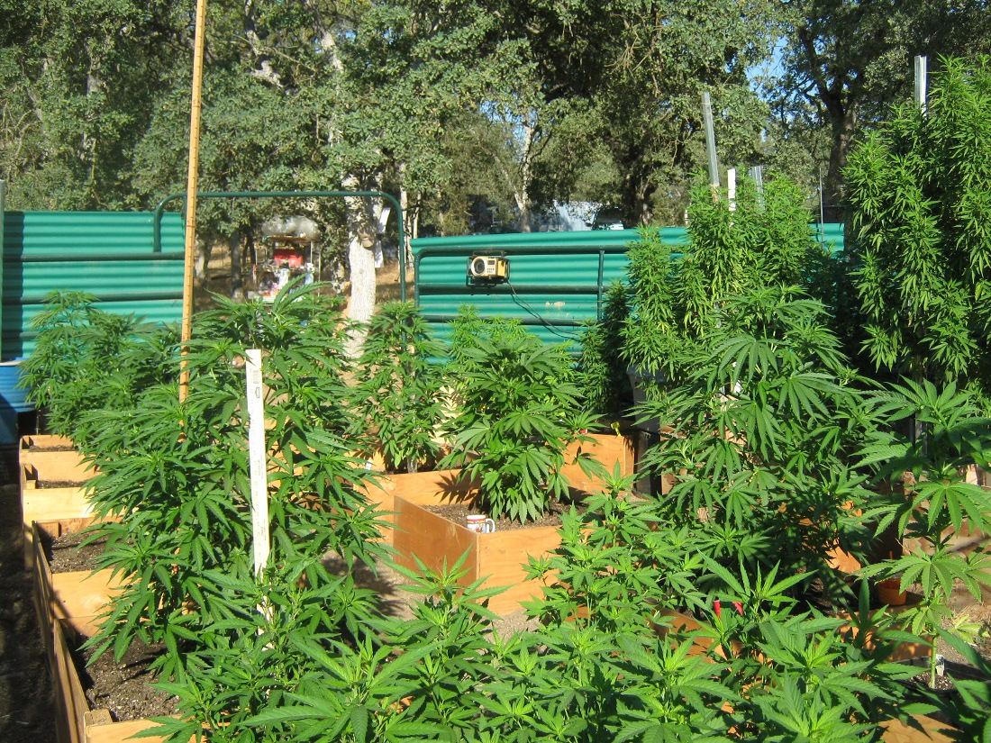 Garden7 11