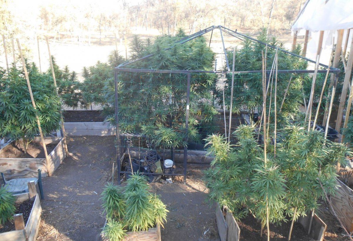 Garden822