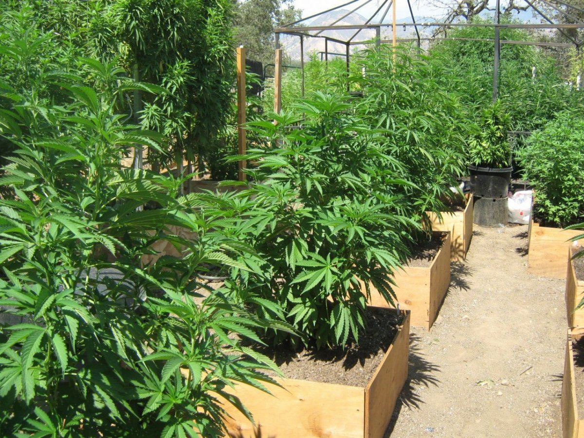 GARDEN OF EWOK AND  7 22