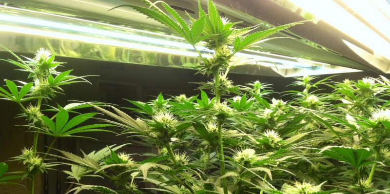 GardenFL28a