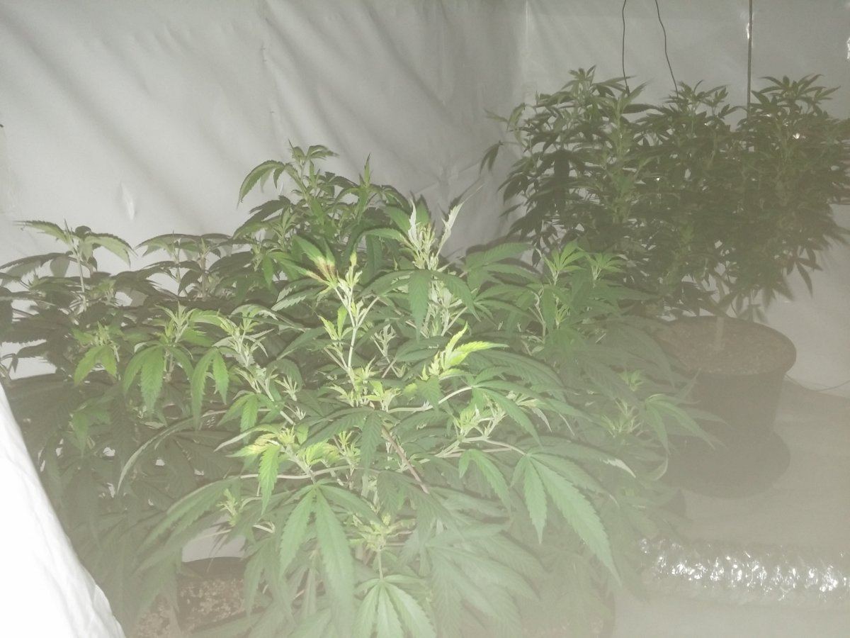 Gardenguys humble grows   vibes nd dank 3