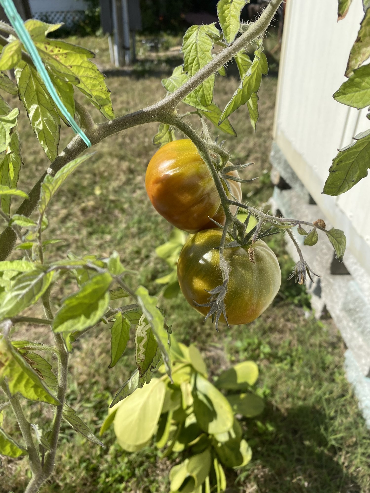 Gardening in the trailer park 3