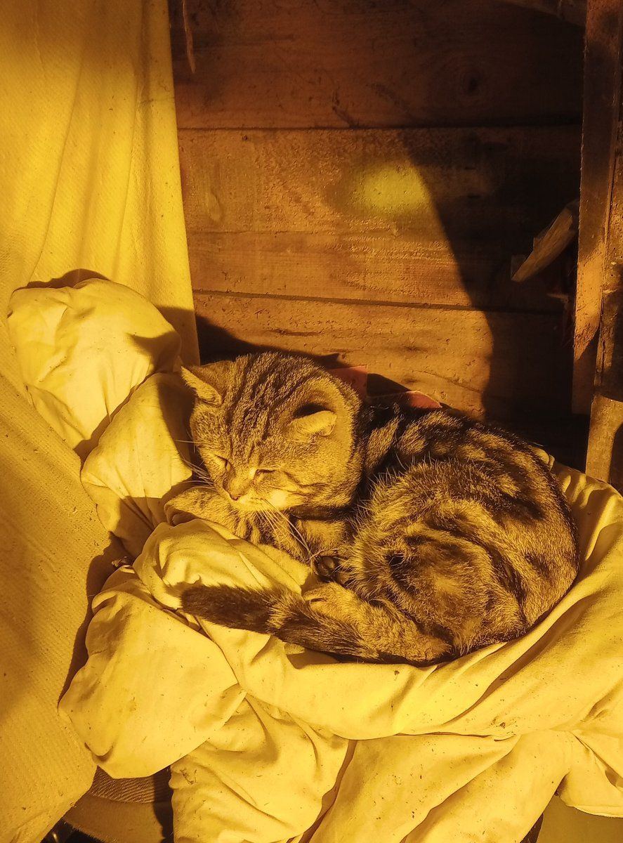 Garffield