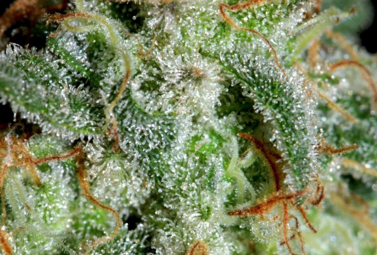 Garlic Breath