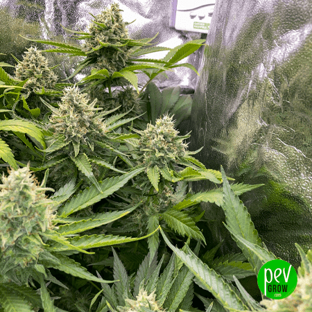 Gary payton spain bulk seeds 2