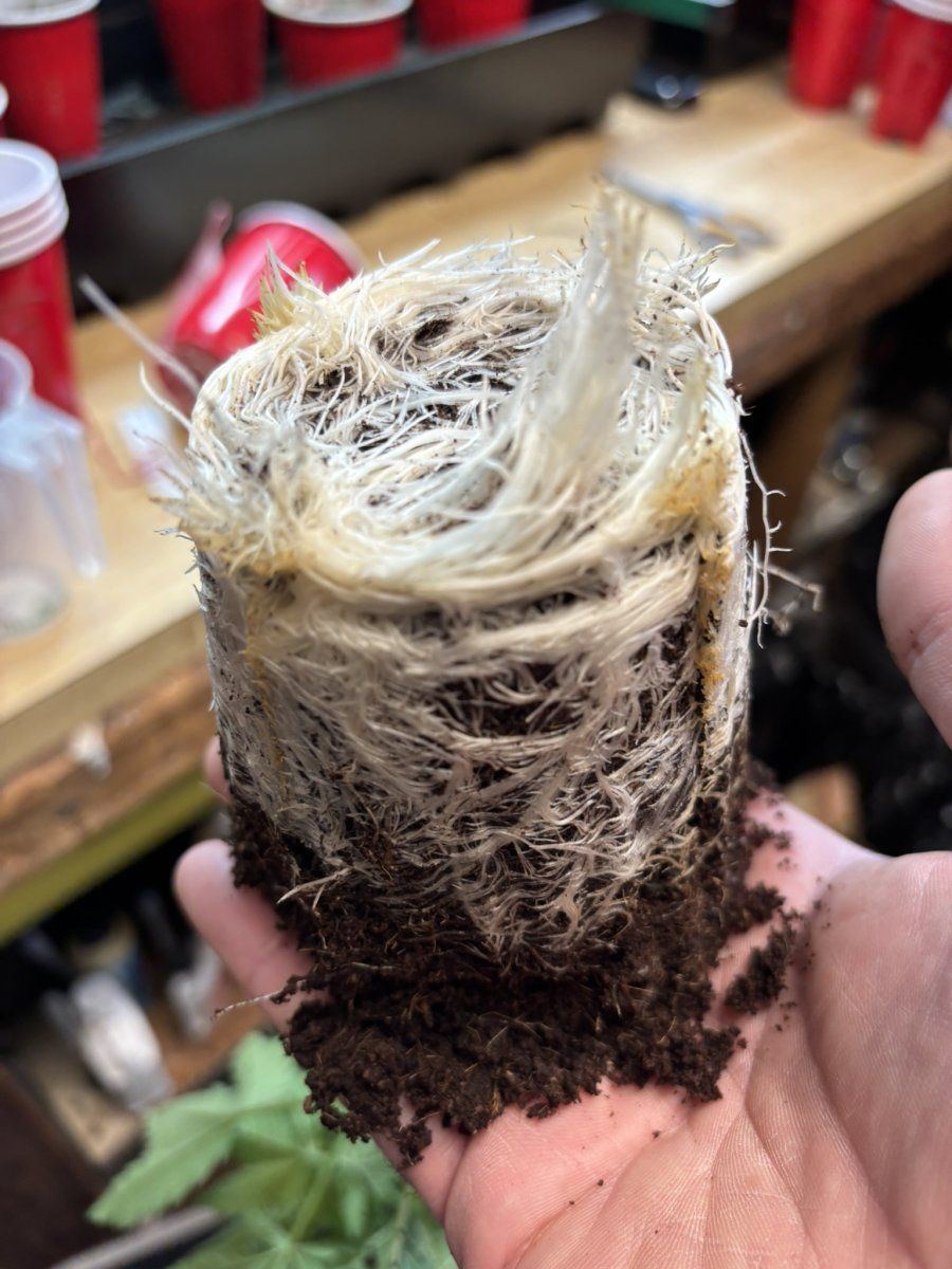 GB crazy roots