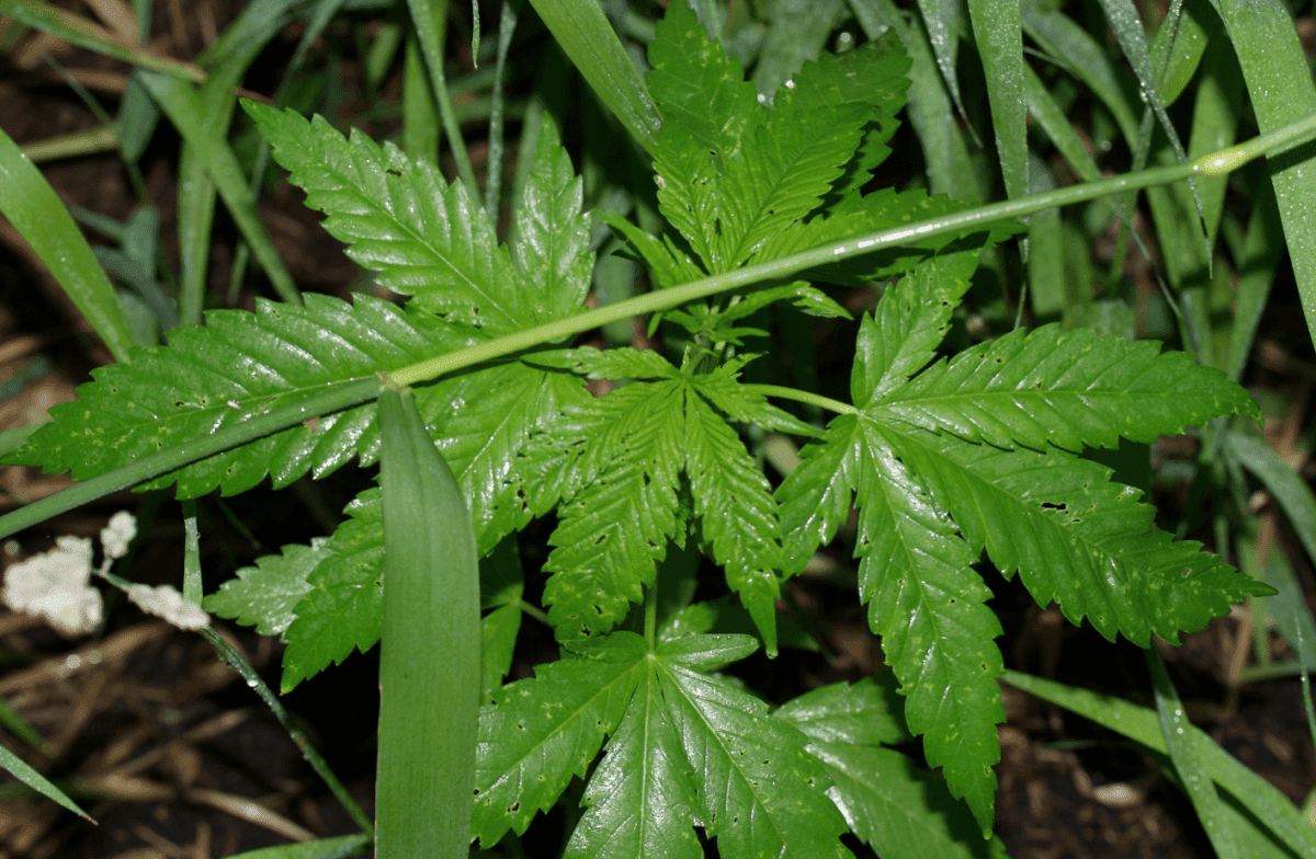 GC222