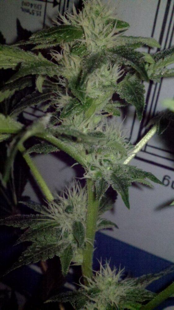 Gcafog