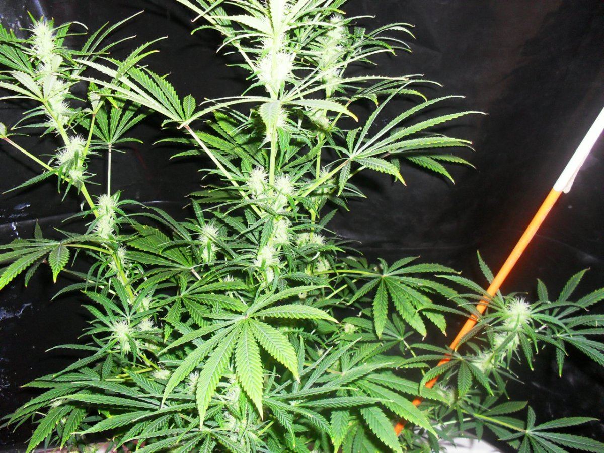 Gcb 11 23