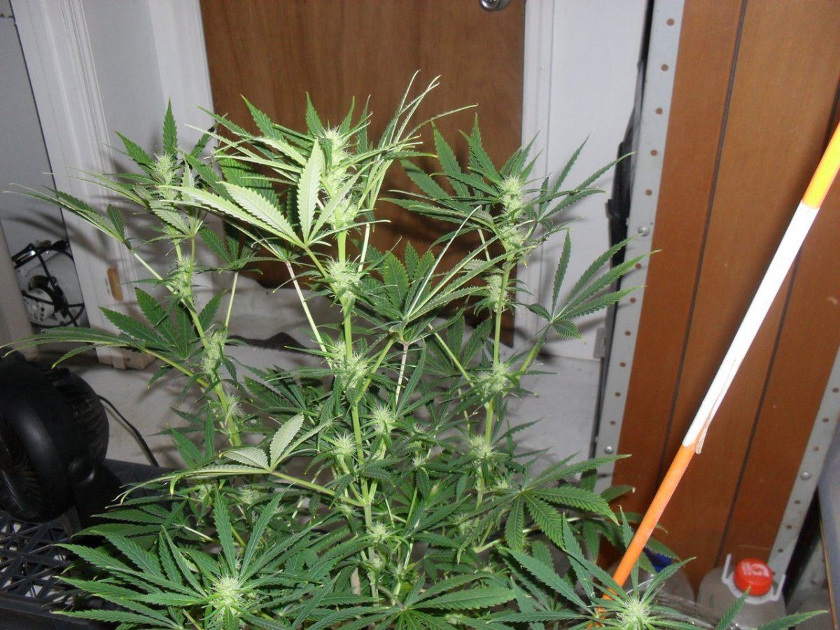 Gcb 4wks 1