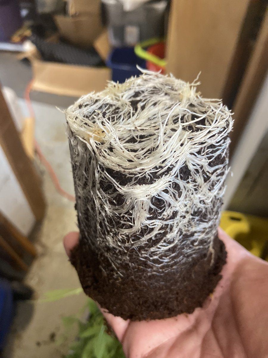 GCP 100323 transplant day