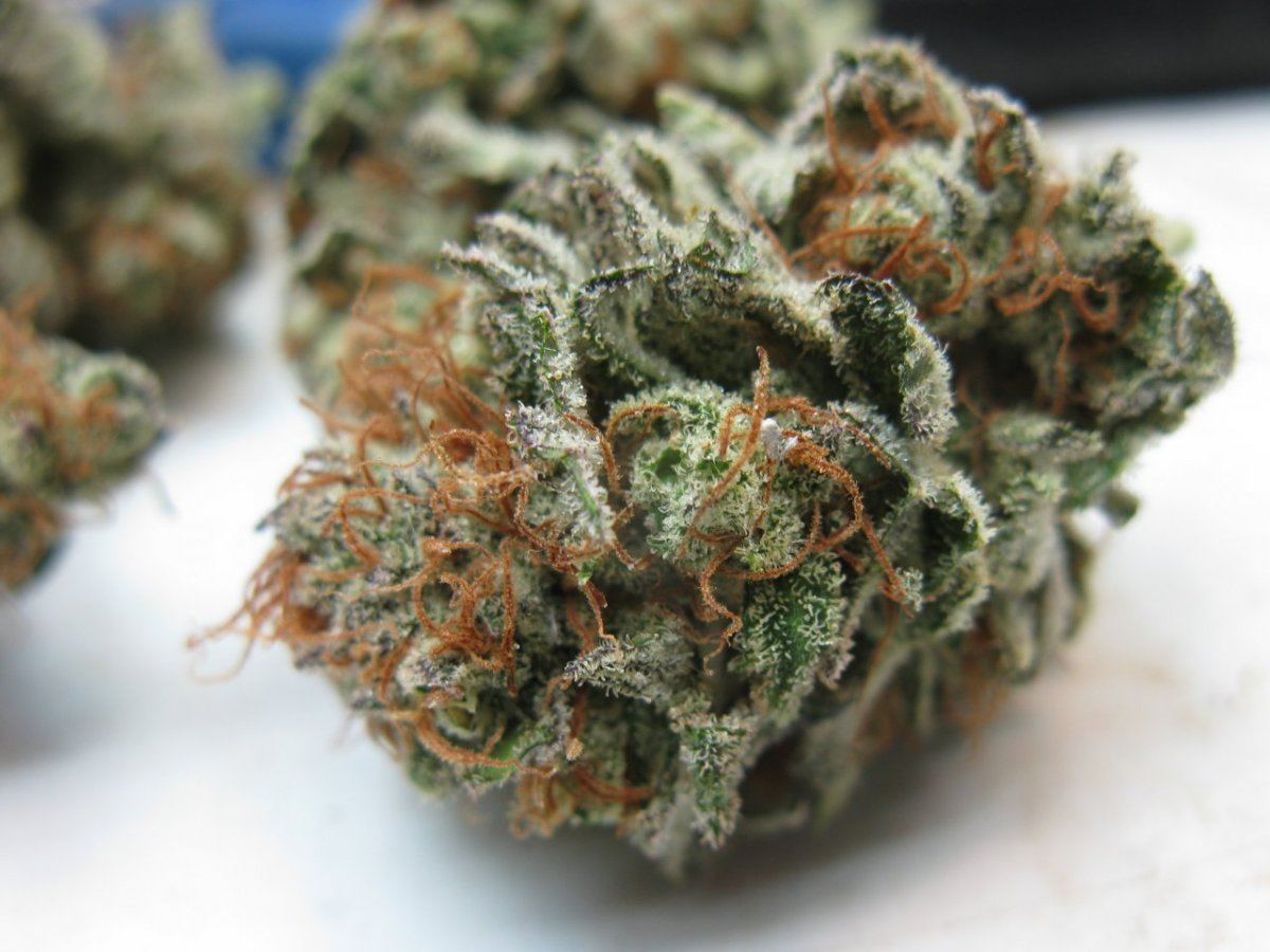 Gd nug pics 003