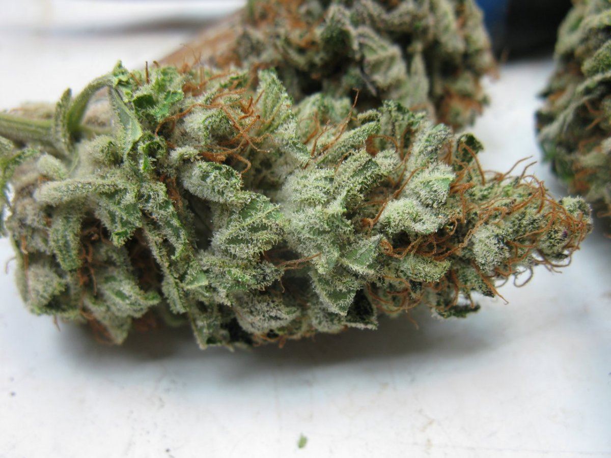 Gd nug pics 005