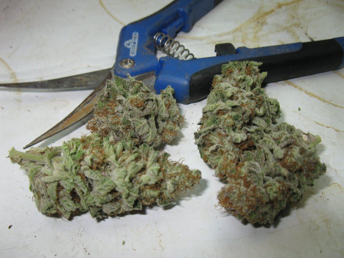 Gd nug pics 007