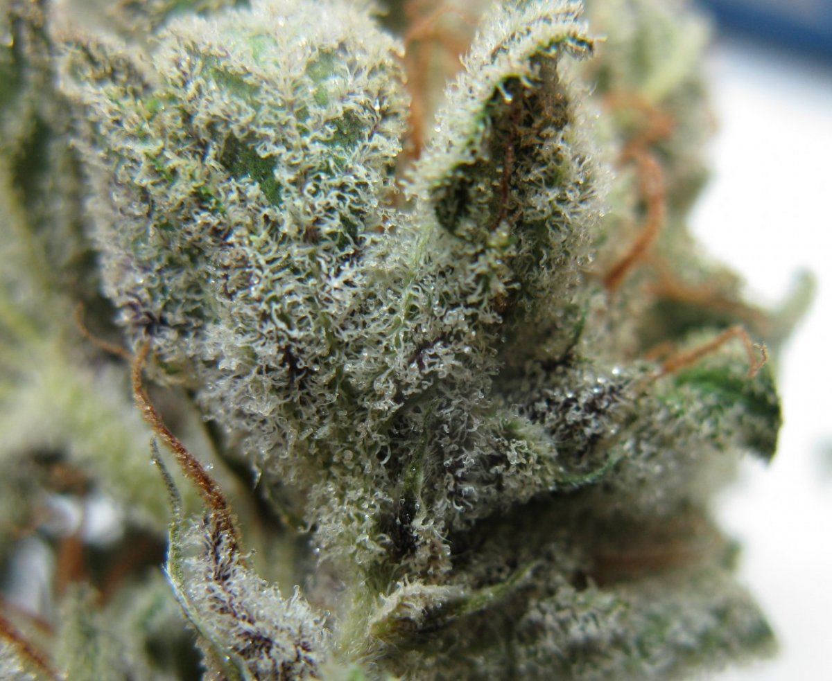 Gd nug pics 009
