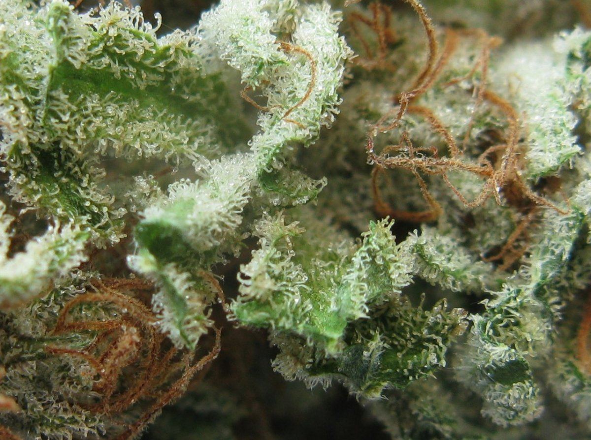 Gd nug pics 013