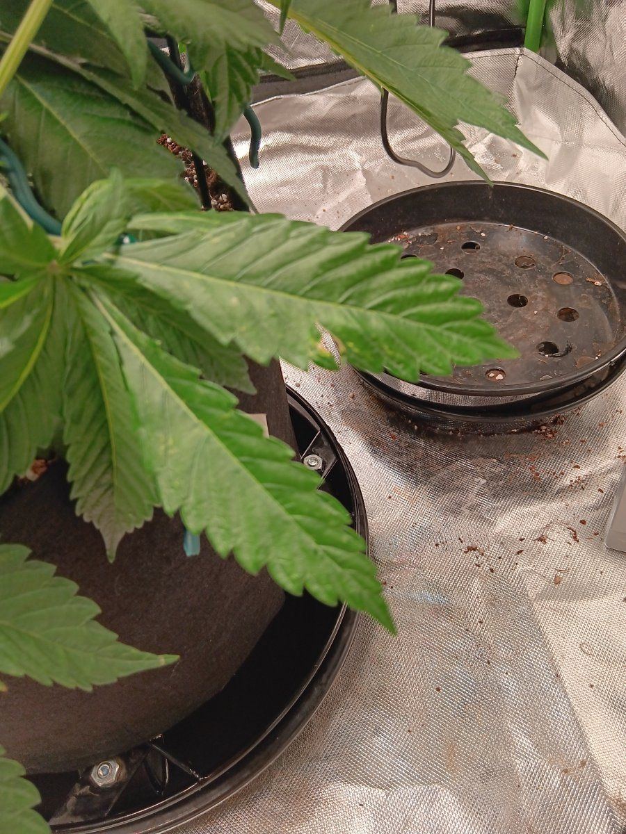 Gday need some help diagnosing 3