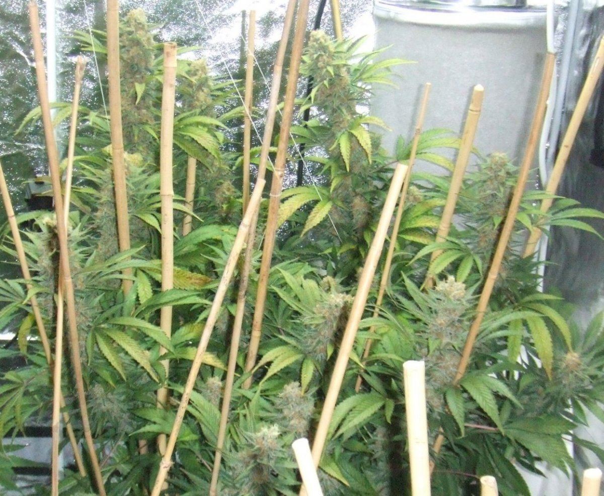 Gdf
