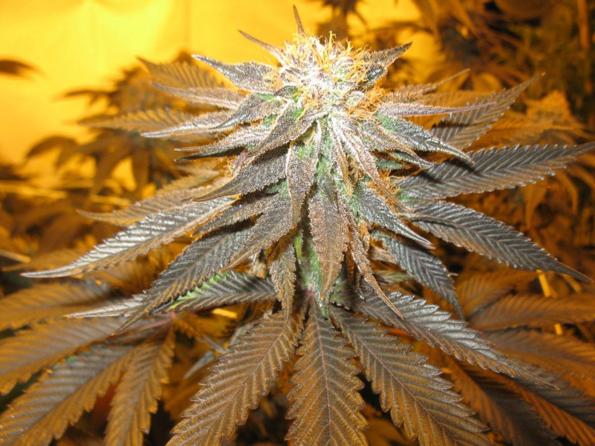 Gdk  008