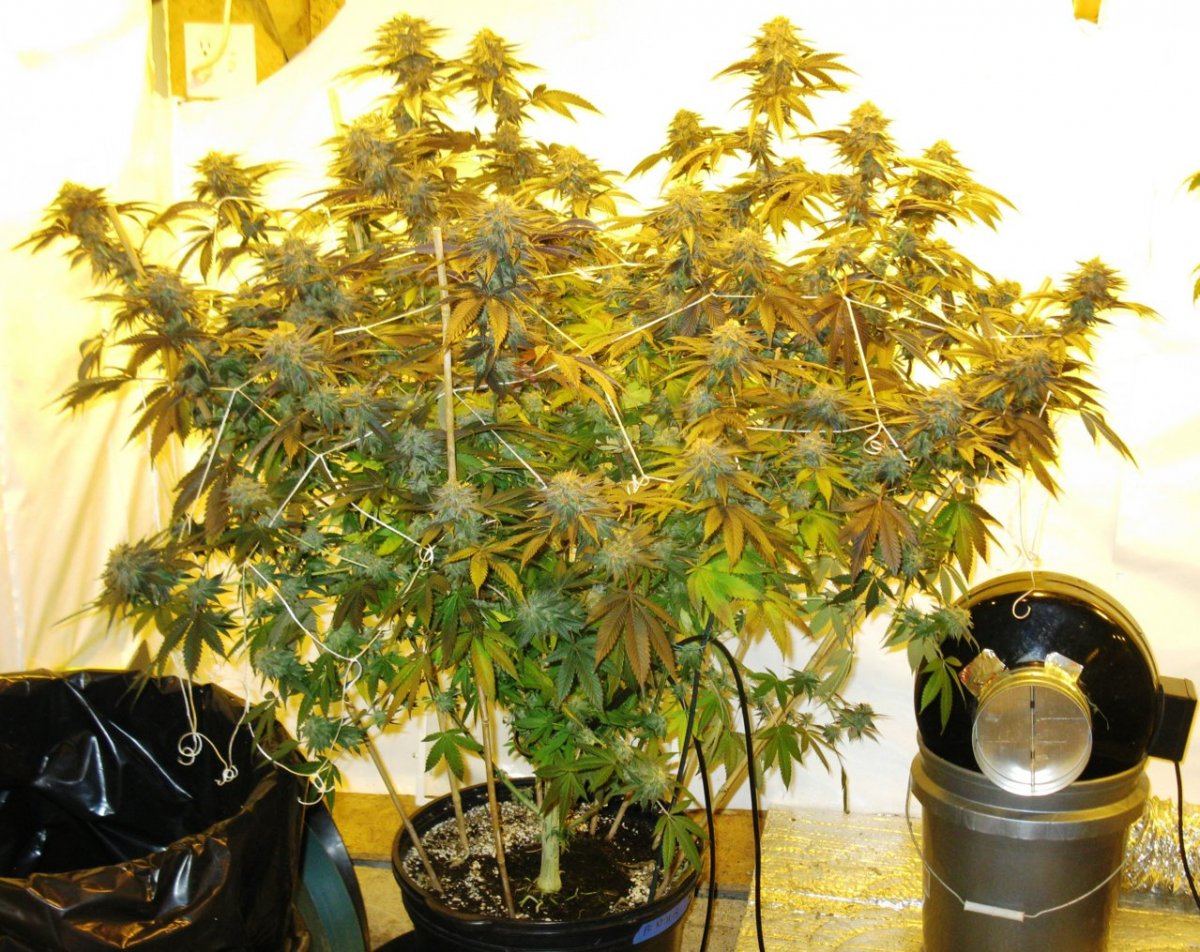 Gdk  018