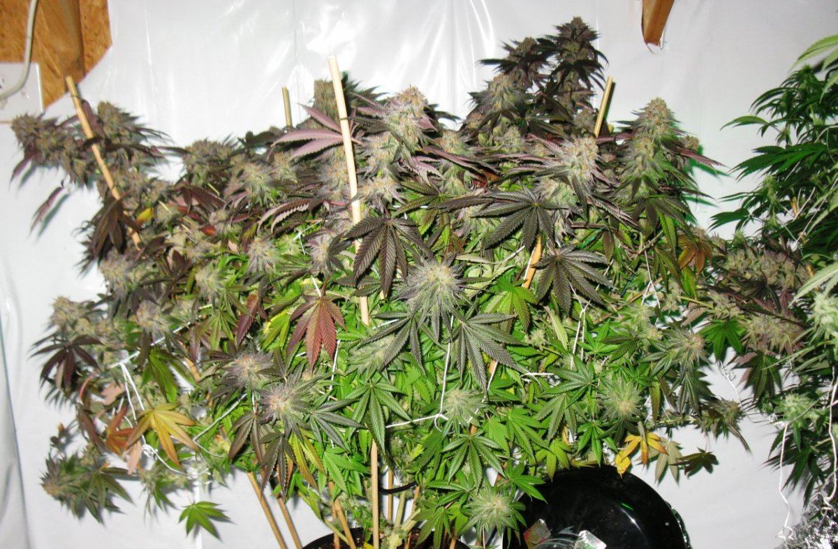 Gdk 055
