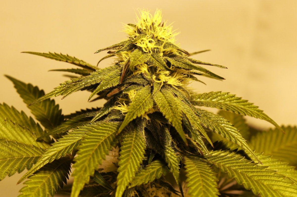 Gdk 101