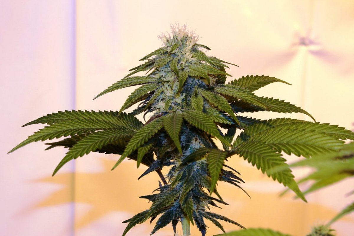 Gdk 102