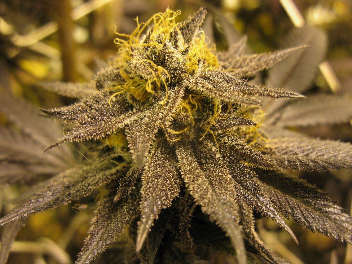 Gdk chop 006